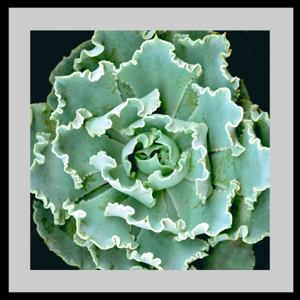 Echeveria - Blue Waves Squared #2 by Mary Ahern
