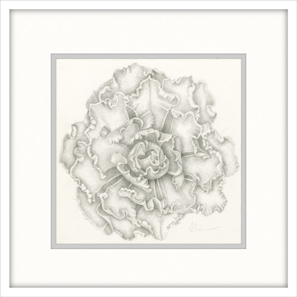 Calm Remembrances - Echeveria Blue Waves - Drawing by Mary Ahern