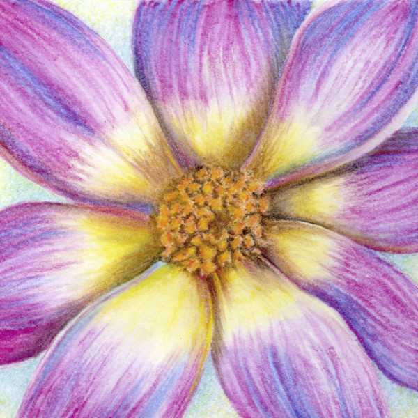 Purple Dahlia Centered by Mary Ahern