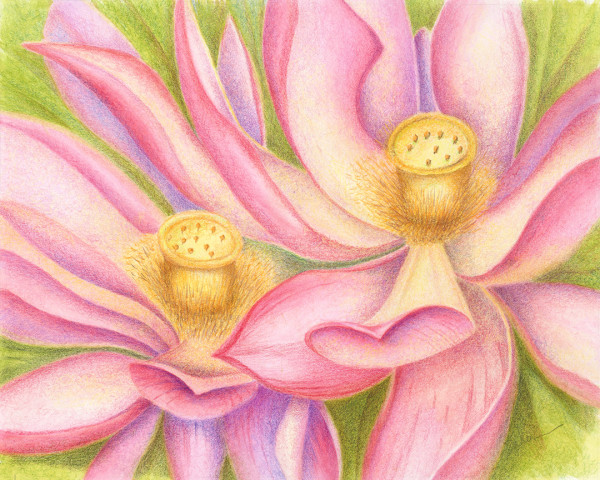 Pink Lotus Nelumbo Double by Mary Ahern