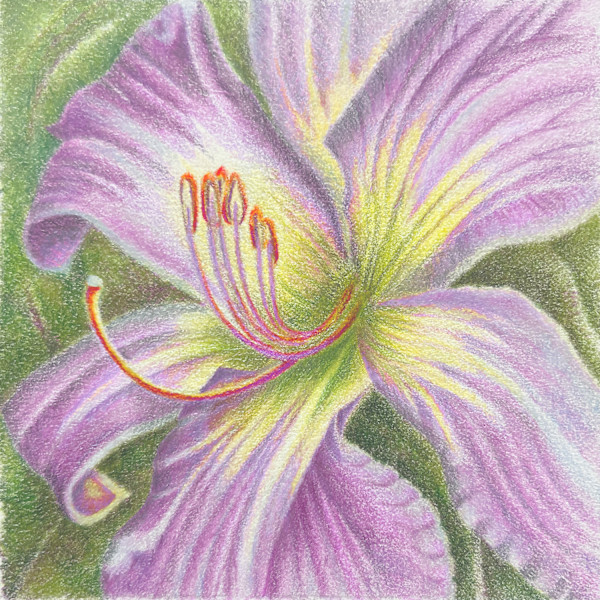 Daylily - Moonlight Orchid by Mary Ahern