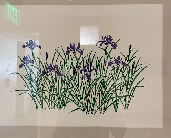 Iris Douglasiana by Hayokatani, Image 1.
