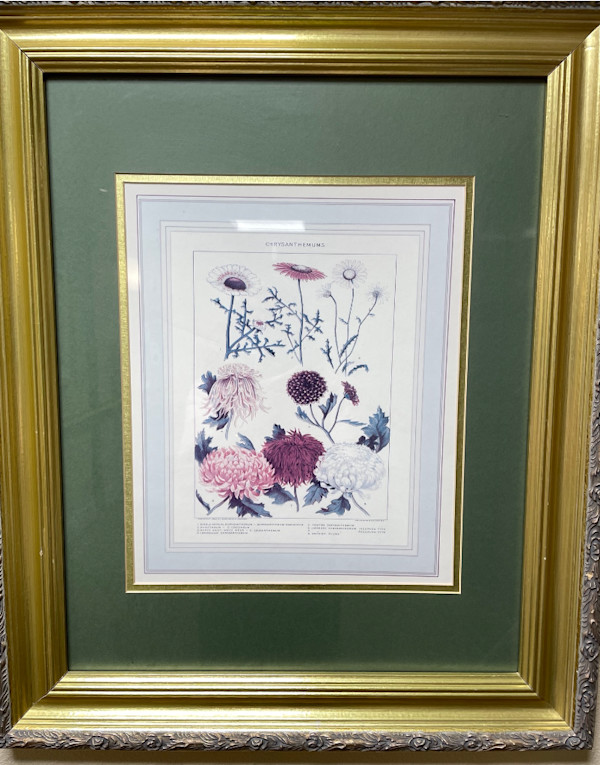 Chrysanthemums, Image 1.