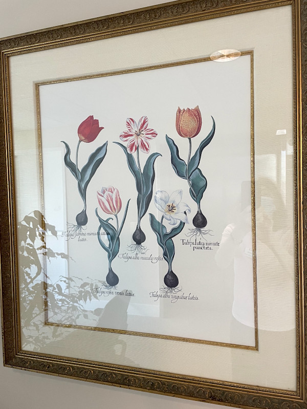 Tulips, Image 1.