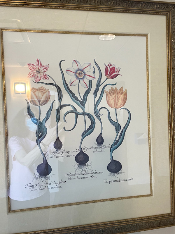 Tulips, Image 1.
