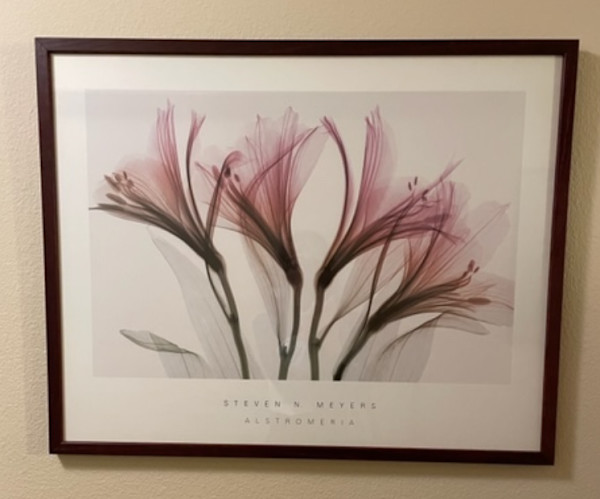 Alstromeria by Steven Meyers, Image 1.