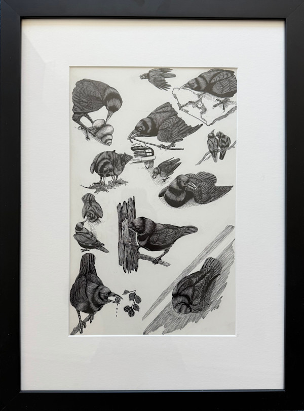 Original drawings for book: "In the Company of Crows and Ravens," 2005 by Tony Angell