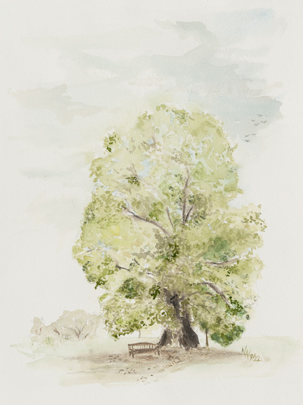 Tulip Tree Stansted Hall by Natascha Nigg