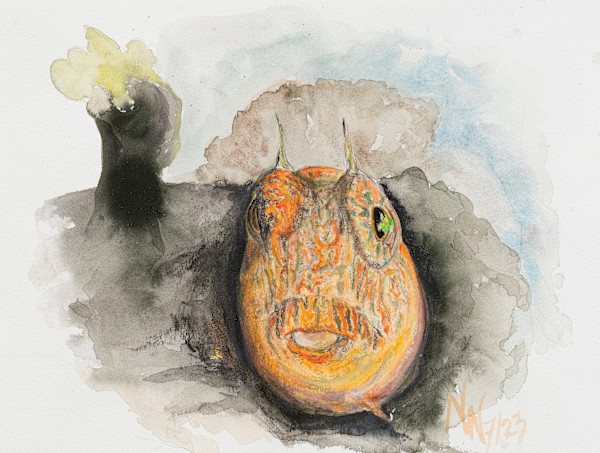 Blenny by Natascha Nigg