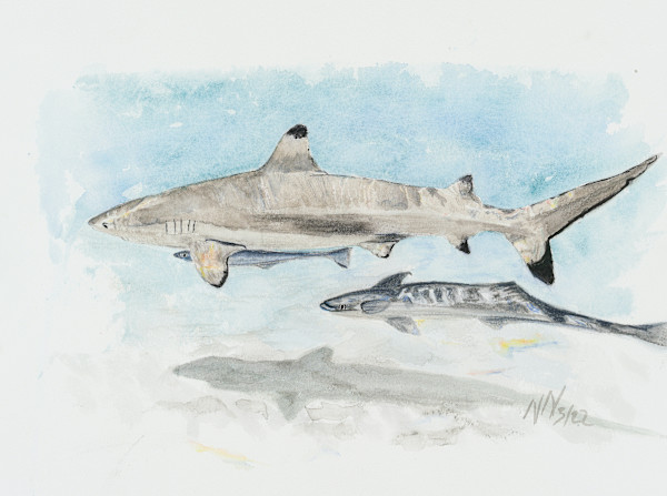 Companions by Natascha Nigg