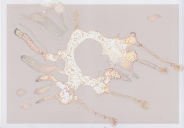 Deep Surface Series by Traci Kelly