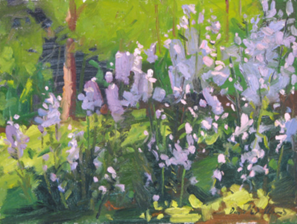 Dames Rocket by David  A. Williams, Image 1.