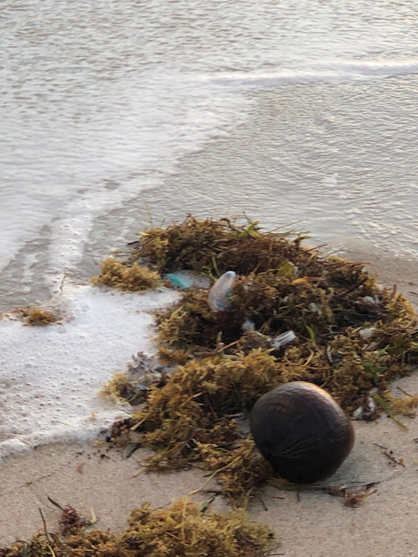 Sargassum by Allison "Ally Bee" Findeiss-Becker