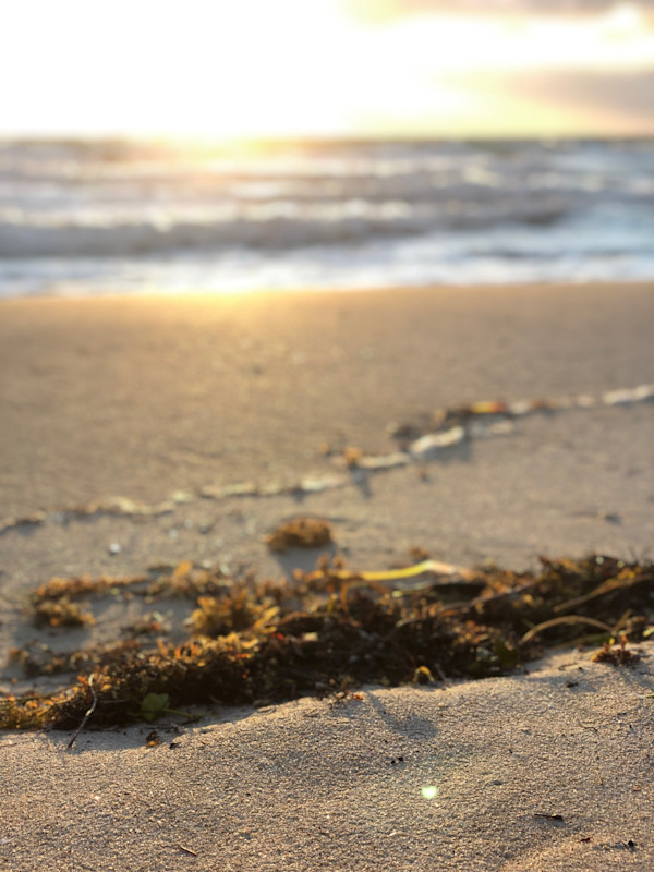 Sargassum by the Sea by Allison "Ally Bee" Findeiss-Becker