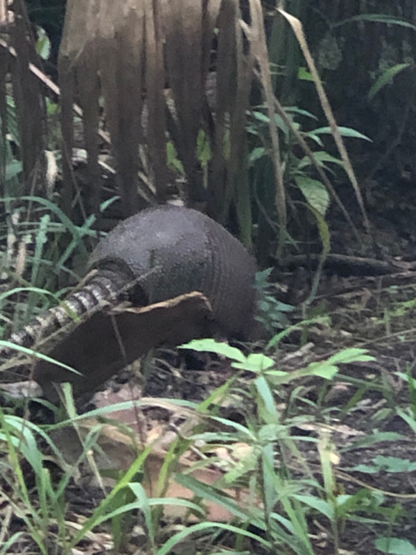 Florida Armadillo by Allison "Ally Bee" Findeiss-Becker
