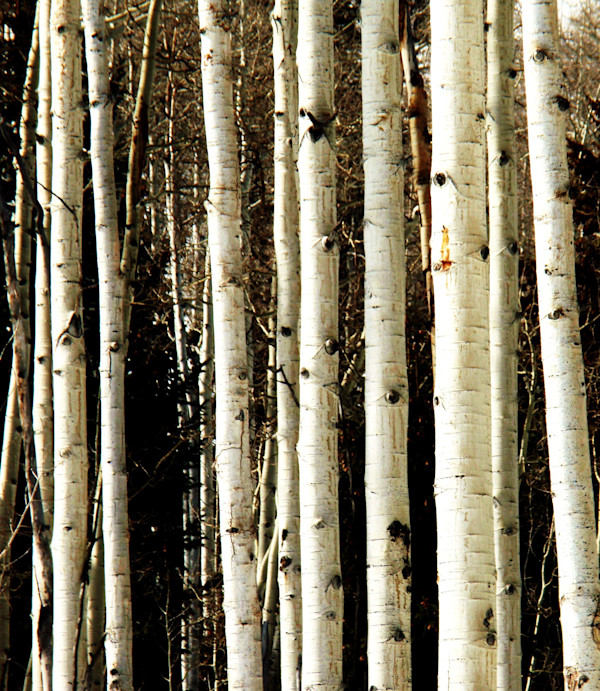 Aspen Tree by Allison "Ally Bee" Findeiss-Becker