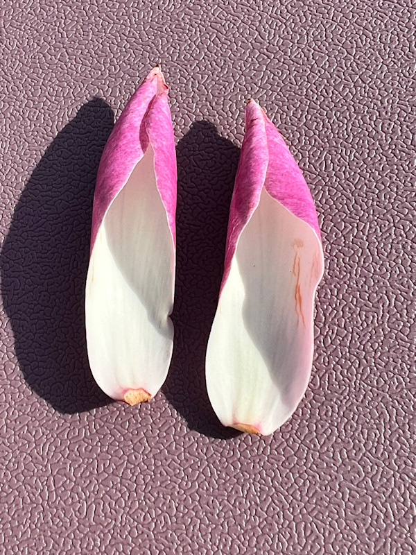 Magnolia_Pink Slippers by Elaine Sutton