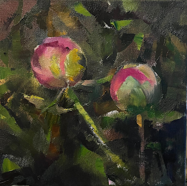 Peonies by Karen Luke Fildes