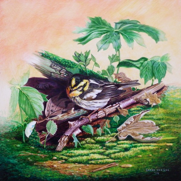 "Forest Floor Show"  Blackburnian Warbler by Layne van Loo