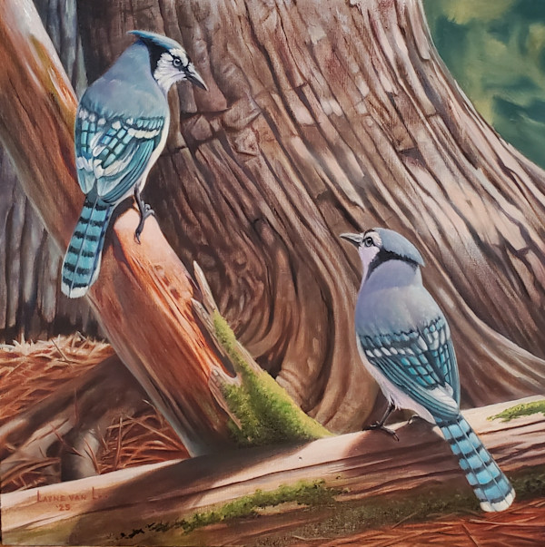 "Blue Jay Pair" by Layne van Loo