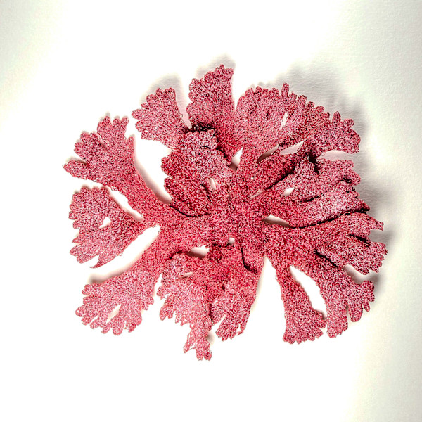 Beautiful Fan Weed II by Anna Hutchinson