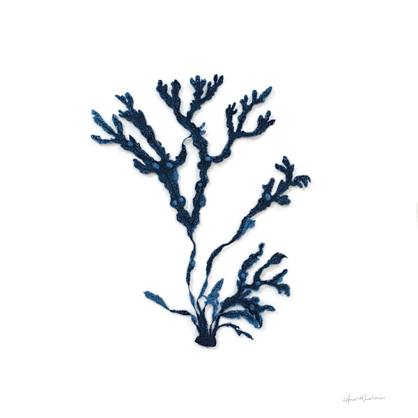 Bladderwrack in Blue I by Anna Hutchinson