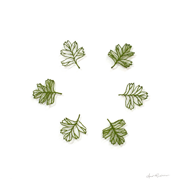 Fairy Circle by Anna Hutchinson