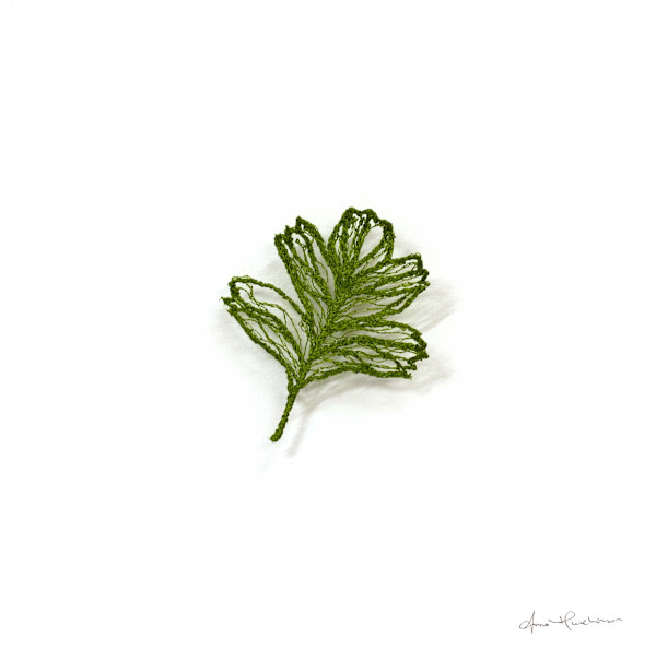 Hawthorn Leaf I by Anna Hutchinson