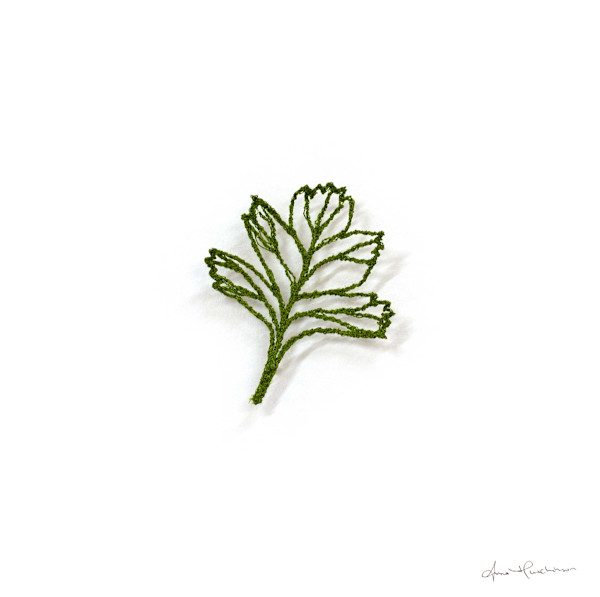 Hawthorn Skeleton II by Anna Hutchinson