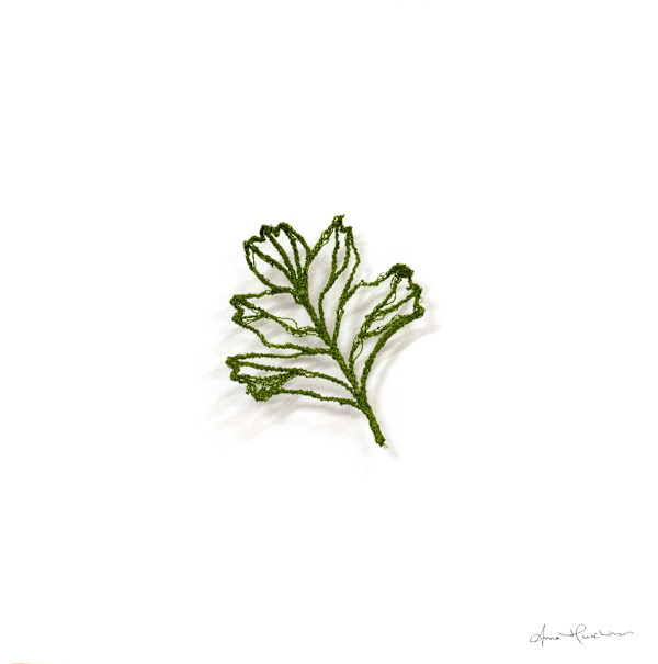 Hawthorn Skeleton I by Anna Hutchinson