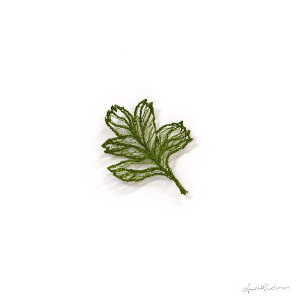 Hawthorn Leaf II by Anna Hutchinson
