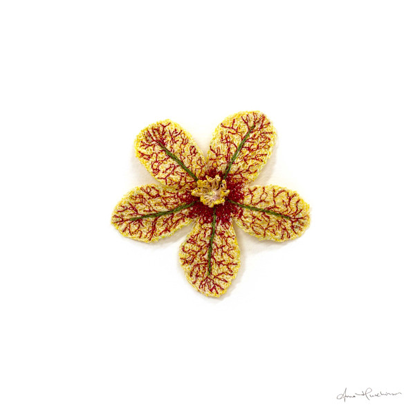 Henbane by Anna Hutchinson