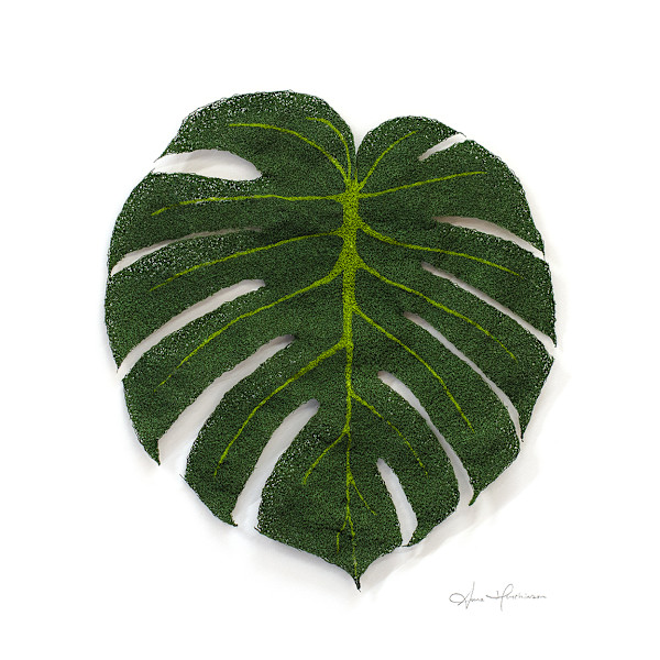 Monstera Deliciosa I by Anna Hutchinson