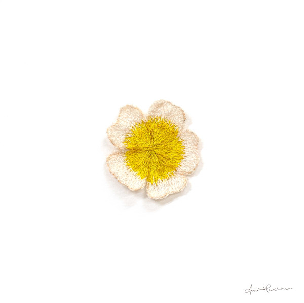 Meadowfoam by Anna Hutchinson