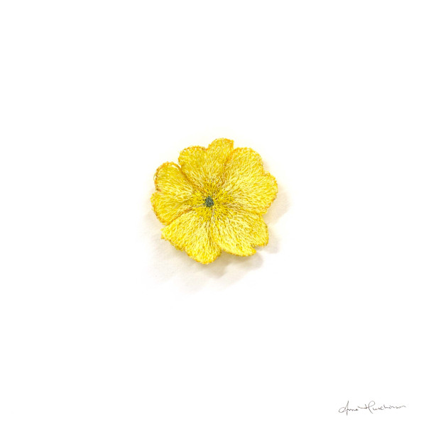 Primrose by Anna Hutchinson