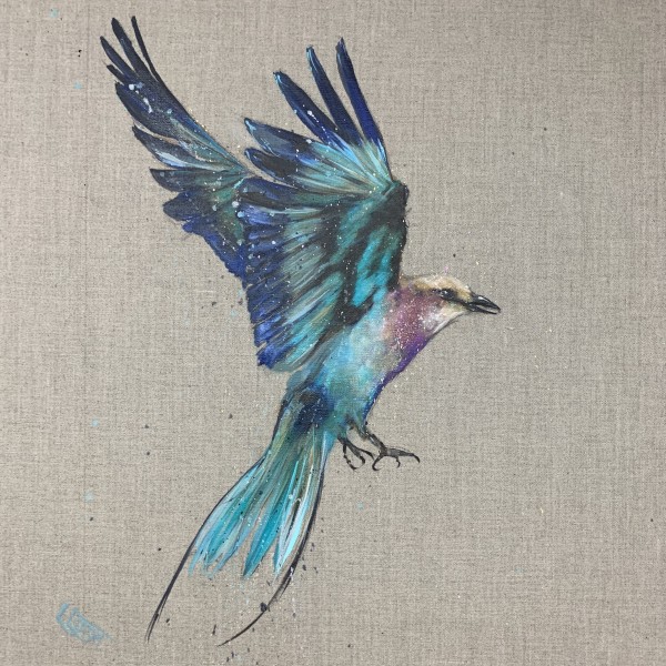 Lilac breasted roller in flight by Louise Luton