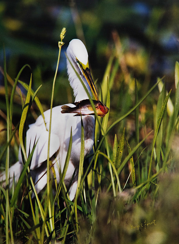 Great Egret with Warmouth by George Forrest