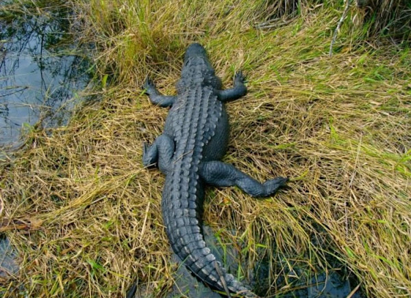 Everglades Photography by Deedra Ludwig, Image 4.