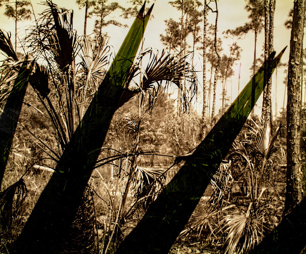Pinelands II by Abigail Mouw, Michael Mouw