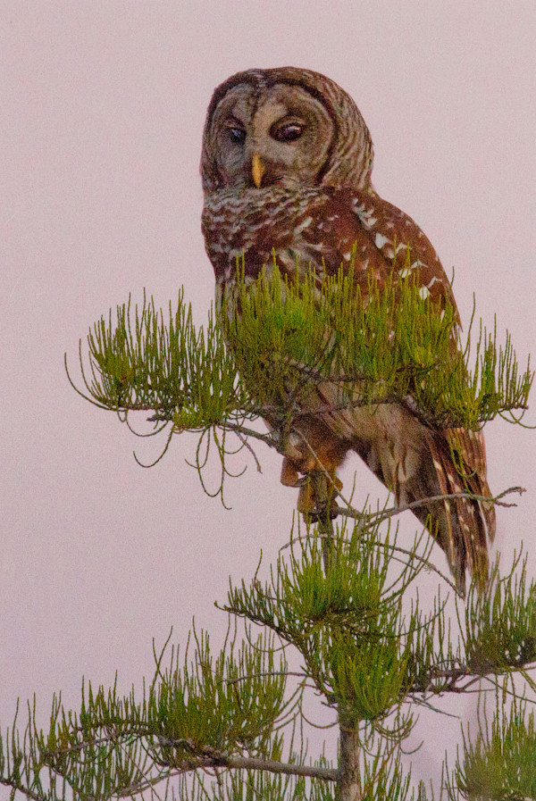 Barred Owl by Mary Keithan