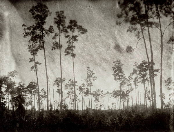 Pinelands by Lisa Elmaleh