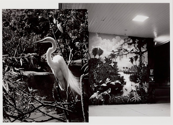 Florida Everglades Study by Krista Elrick