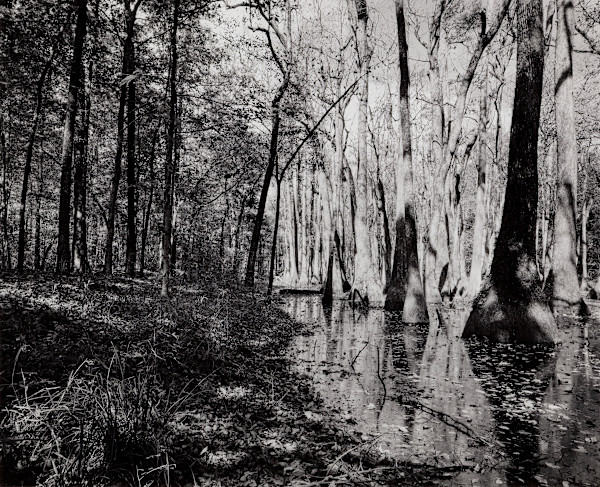 The Meeting of Pine and Cypress, Old Natchez Trace Trail Milepost 122 by Krista Elrick