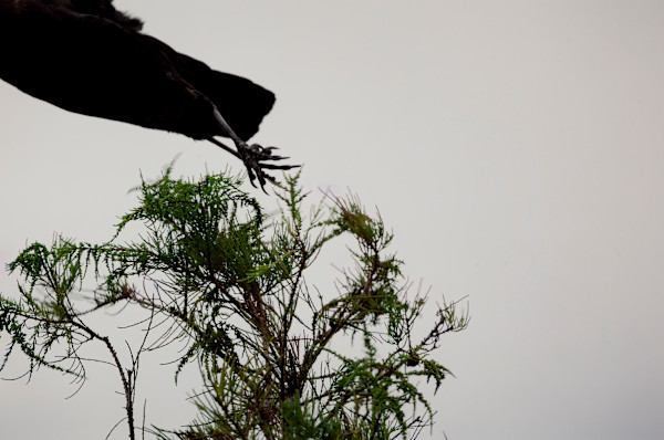 Flight by Susan Silas