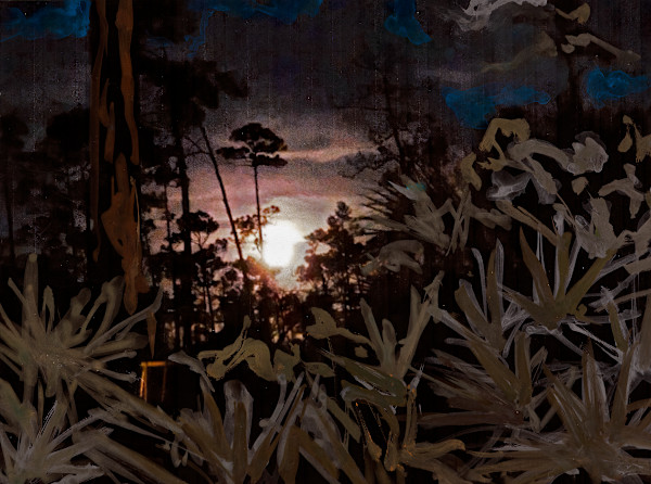 Night Watch in the Everglades by Carol Hendrickson