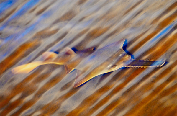 Sawfish by Jason Stemple