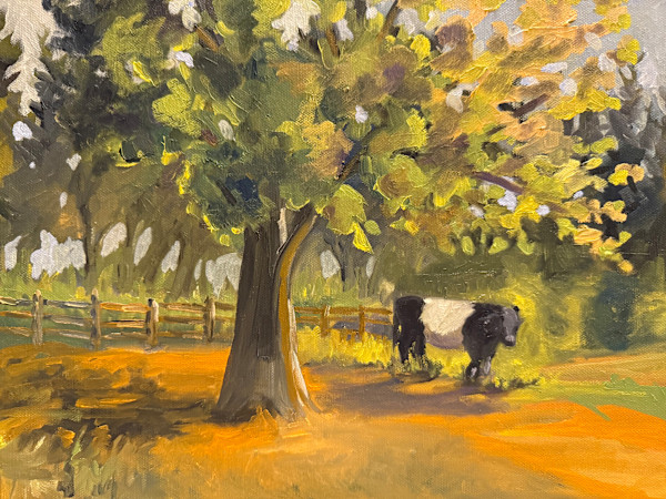 Belted Galloway by Rachel Houlihan