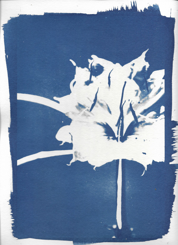 Cahaba Lily by Emily Hillhouse