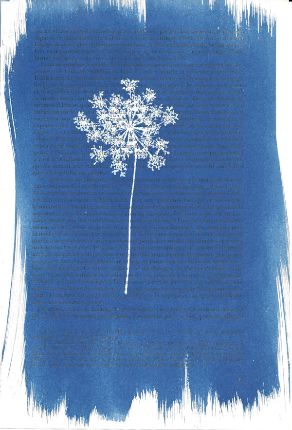 Queen Anne's Lace by Emily Hillhouse