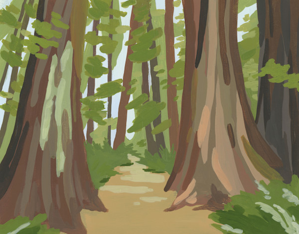 Redwood National Park by Elizabeth